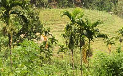 Tropical vegetation shimmering in countless shades of Green, around Katawala, near Ella and Badulla, Hill Country, Sri Lanka