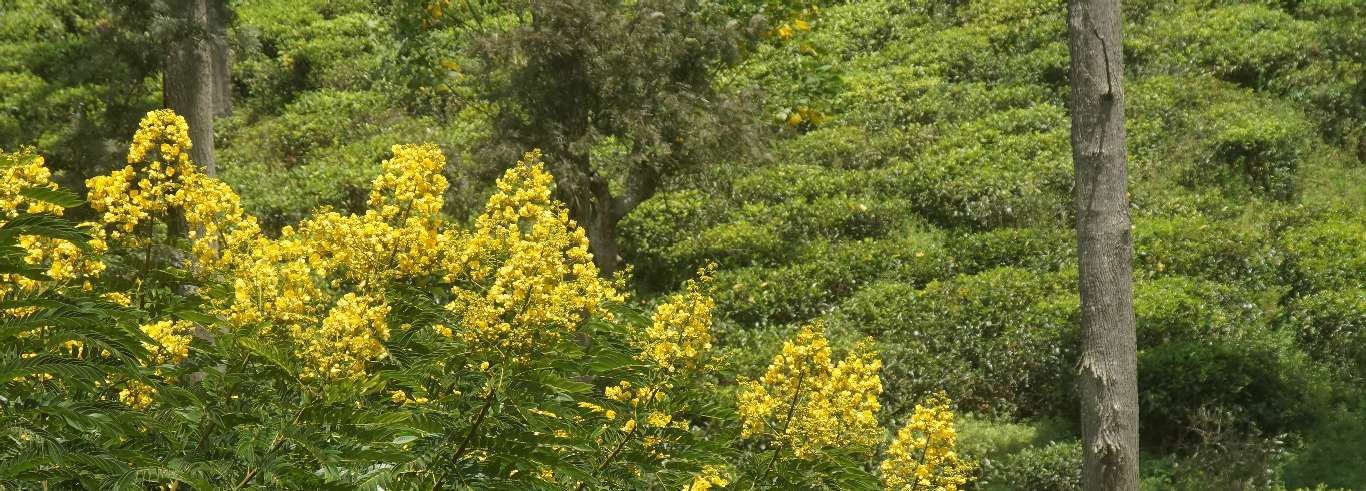 Senna spectabilis (Fabaceae): Yellow flowering tree in a tea garden in Ella (Sri Lanka, Hill Country)