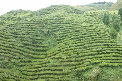Tea garden in Phikkal, Eastern Nepal