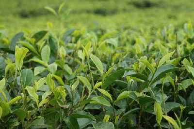 Camellia sinensis: Tea plant in Phikkal, Eastern Nepal