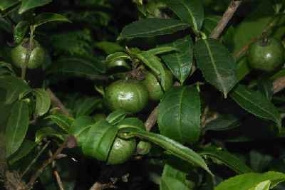 Camellia sinensis: Tea plant with fruit in Phikkal, Eastern Nepal