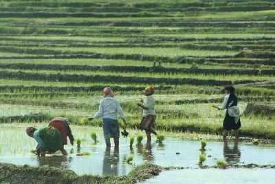 Traditional farming (rice planting) in the Terai, near Birtamod, Eastern Nepal