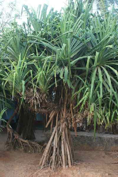 Pandanus odoratissimus: Kewra palm tree showing airial roots (Gopalpur, Orissa, India)