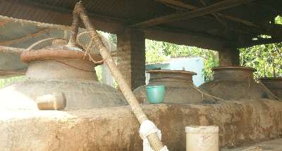 Distilling Kewra oil (Pandanus odoratissimus) in Kelua Pulli, near Gopalpur, Orissa, India