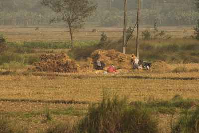 Rice harvest in West Bengal, India