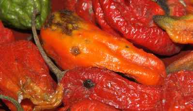Capsicum chinense: Fresh King's Chili = Naga Jolokia (Bhut Jolokiya) fruits