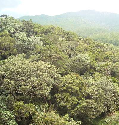 Evergreen forest in the Horton Plains, Sri Lanka, Hill Country