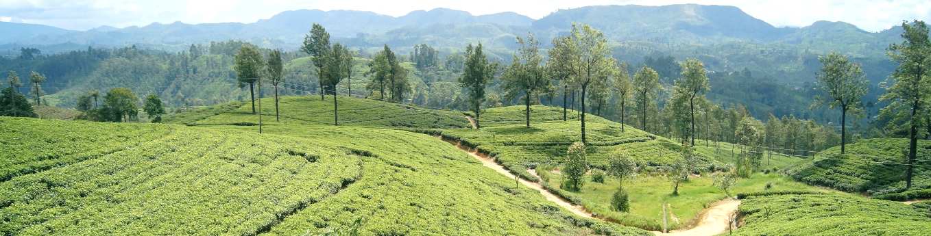 View to tea gardens from Sri Lankan Hill Country Railway