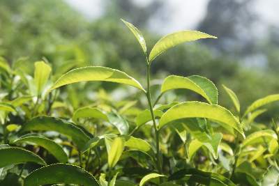 Camellia sinensis: Tea tip with leaves (Sri Lanka, Hill Country)