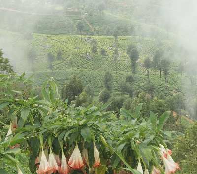 Tea gardens in the mist, Haputale (Sri Lanka, Hill Country)