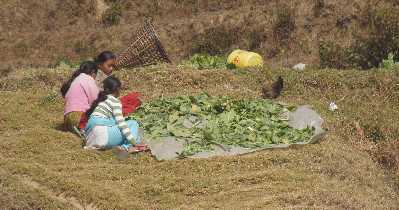 Women producing Gundruk (fermented green leaves) in Hile, Nepal