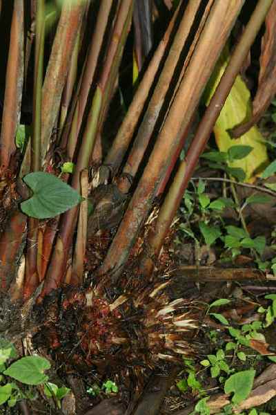 Amomum subulatum: Black (brown, greater) Cardamom in Nepal