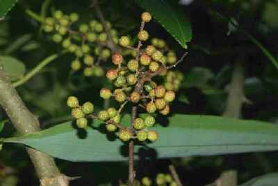 Zanthoxylum alatum: Nepalese native pepper, timur