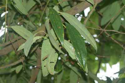 Cinnamomum tamala: Indian bay leaf, Cinnamm leaf growing in Nepal
