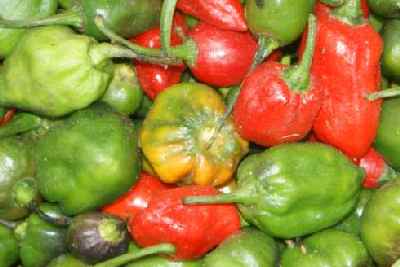 Capsicum chinense: Akabare khorsani chili (Capsicum chinense) in Nepal