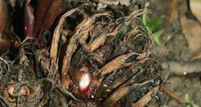 Amomum subulatum: Black (brown, greater) Cardamom pods in Nepal