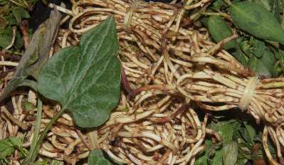 Houttuynia cordata (chameleon herb, vap/giap ca) and Polygonum odoratum / Persicaria odorata (Vietnamese coiander, rau ram) at „Women Market“ Ima Keithel in Imphal, Manipur, North-East India