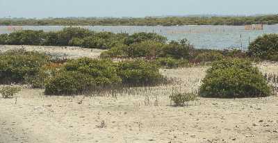 Mangroves and sand banks at Kayts (Urgavarturai) Island, near Yalppanam (Jaffna), Northern Province, Sri Lanka