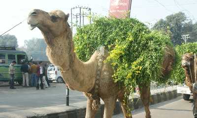 Camel on the Road, in Jammu (North West India)