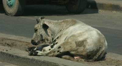 Urban cow (stray cattle) in Jammu, North West India