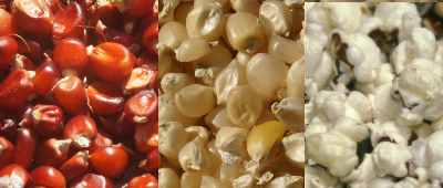 Nepali/Thakali Food: Red maize, white maize and popcorn