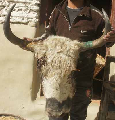 Head of a slaughtered Yak, seen in Marpha (Jomsom-Highway, Mustang, Nepal)
