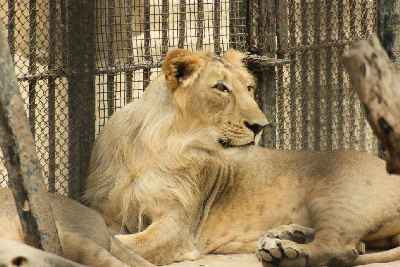 Felis leo persicus: Asiatic Lion in Sakkarbaug Zoo, Junagadh, Gujarat (India)