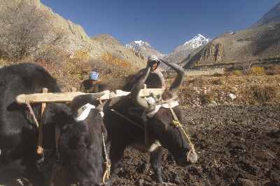 Field plowing with mountain oxen, in Kagbeni, near Jomsom (Mustang, Nepal)
