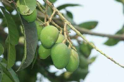 Mango fruits (Mangifera Indica) on a tree