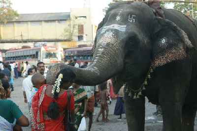 Elefant Elephant giving bliss in Kanchipuram (Tamil Nadu)