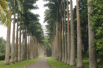 Palmenalle im botanischen Garten von Peradeniya nahe Kandy, Sri Lanka