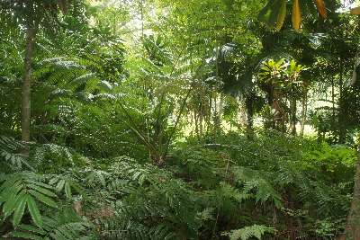 Jungle vegetation in Peradeniya Royal Botanical Garden, near Kandy (Mahanuwara), Sri Lanka