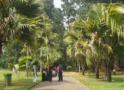 Seychelle Palm Avenue (Double Coconut, Lodoicea maldivica) in Peradeniya Royal Botanical Garden, near Kandy (Mahanuwara), Sri Lanka