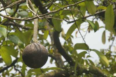 African Calabash Nutmeg fruit (Monodora myristica) in Peradeniya Royal Botanical Garden, near Kandy (Mahanuwara), Sri Lanka