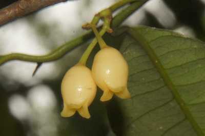Nutmeg flower (Myristica fragrans) in Peradeniya Royal Botanical Garden, near Kandy (Mahanuwara), Sri Lanka