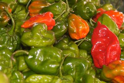 Nayi-Miris (naimiris, Capsicum chinense) chili pepper at Municipal Market Kandy (Mahanuwara), Sri Lanka