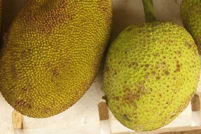 Jackfruit and breadfruit (Captains Bligh's delight) at Municipal Market Kandy (Mahanuwara), Sri Lanka