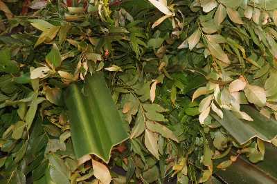 Curry leaves (Murraya koenigii, Karapincha) and Pandan leaves (Pandanus amaryllifolius, Rampa) at Municipal Market Kandy (Mahanuwara), Sri Lanka