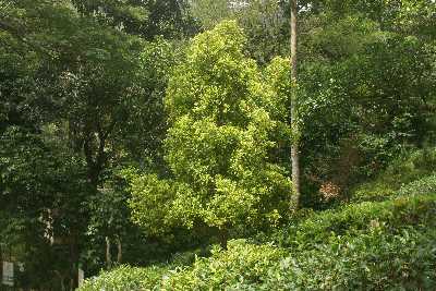 Tea garden with clove tree in Elkaduva (Hunas Falls, Knuckels Range), near Kandy, Sri Lanka