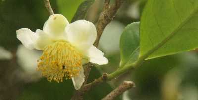 Tea flower (Camellia sinensis) in Elkaduwa (Hunas Falls, Knuckels Range), near Kandy, Sri Lanka