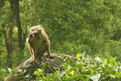 Monkey in tea estate in Elkaduwa (Hunas Falls, Knuckels Range), near Kandy, Sri Lanka