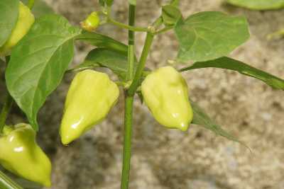 Capsicum chinense: Nayi Miris (Nai-Miris) from Sri Lanka