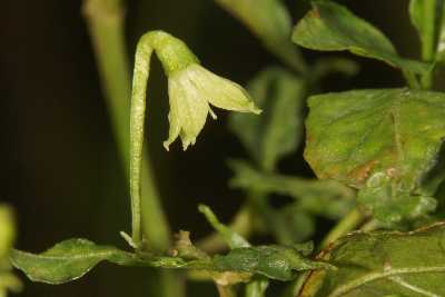 Capsicum frutescens: Kochi Miris from Sri Lanka