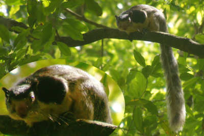 Ratufa macroura, Grizzled giant squirrel (Dandulena) seen at Hunas Falls, Elkaduwa, near Kandy, Sri Lanka