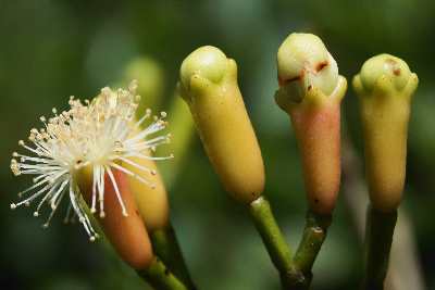 Syzygium aromaticum: Flowering clove tree at Hunas Falls, near Kandy, Sri Lanka (Hill Country)