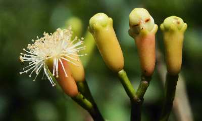 Syzygium aromaticom: Clove flowers at Hunnasgiria, near Kandy, Sri Lanka