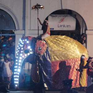 Dalada Perahera: Ceremonial Elephant, Kandy, Hill Country, Sri Lanka