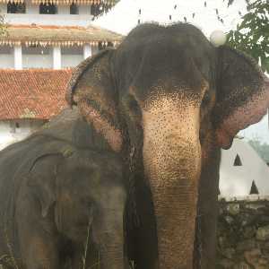 Lankatilaka Viharaya Perahera: Elephants at Lankathilaka temple, near Kandy, Hill Country, Sri Lanka