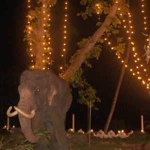 Lankatilaka Viharaya Perahera: Elephant at Lankathilaka temple, near Kandy, Hill Country, Sri Lanka