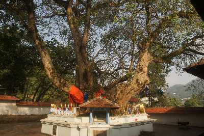 Bodhi tree (Ficus religiosa) at Vishnu Devale in Kandy (Maha-Nuwara), Sri Lanka